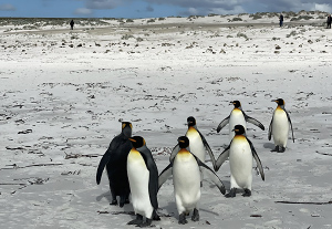 Penguins in the Falklands